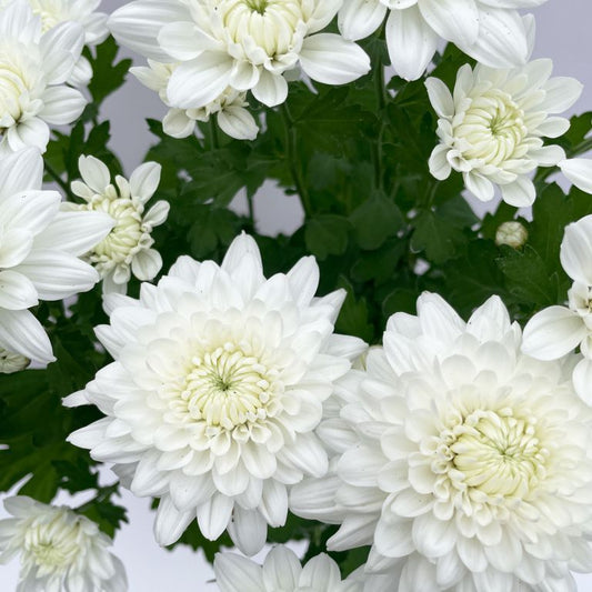 Chrysanthemum White Edible Flower Seeds