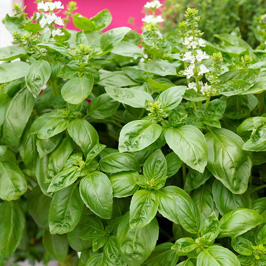 Basil Italian Broad Herb Seeds