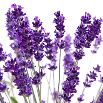 Lavender Imported Herb Seeds