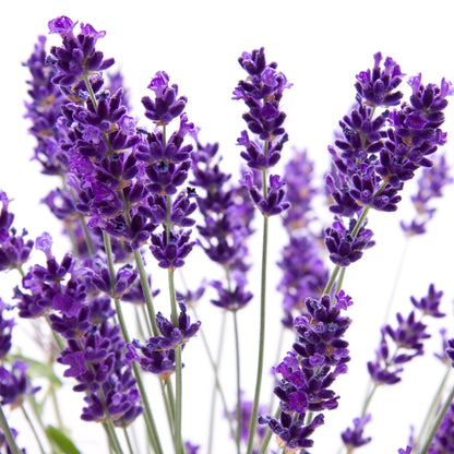 Lavender Imported Herb Seeds