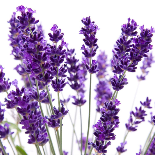 Lavender Imported Herb Seeds