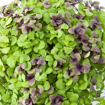 Basil Mysticantza Microgreens Seeds - Premium Mixed Combo for Home Gardening