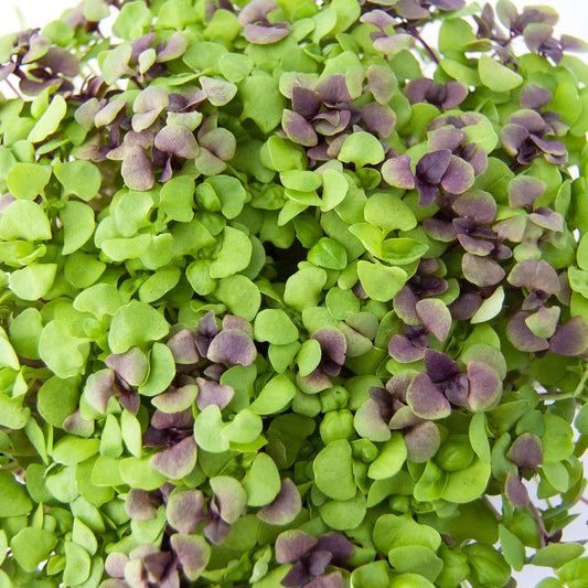 Basil Mysticantza Microgreens Seeds - Premium Mixed Combo for Home Gardening