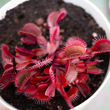 Red Venus Flytrap – Rare Carnivorous Plant, Live Dionaea Muscipula for Home & Garden Terrariums