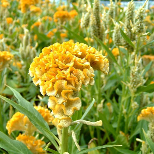 Cockscomb Yellow Summer Flower Seeds