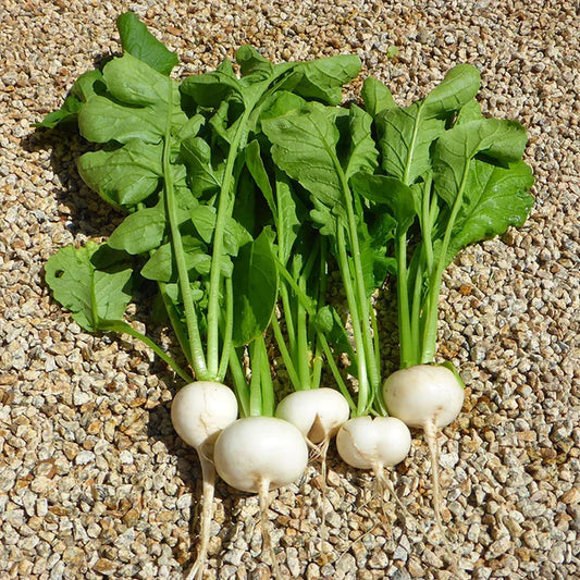 Radish White Round  Herb Seeds