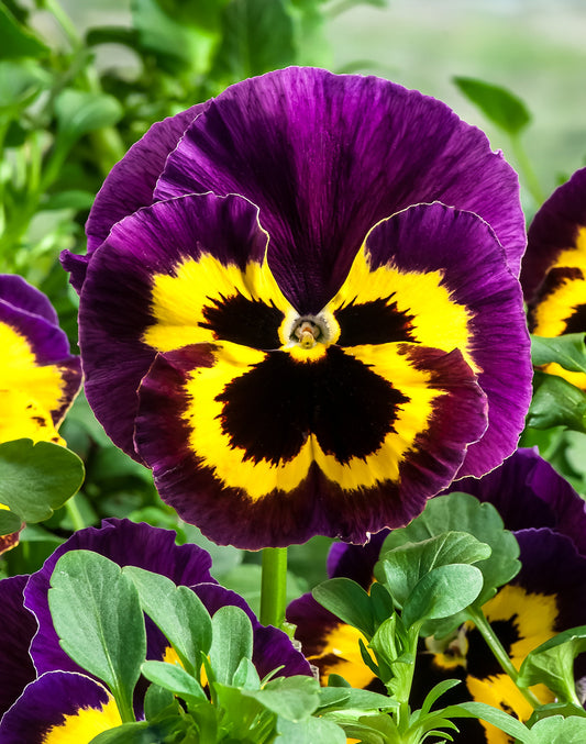 Pansy Yellow with Purple Wing Winter Flower Seeds