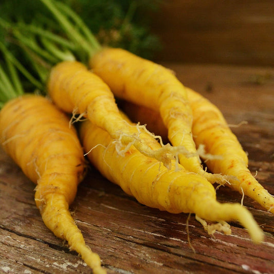 Yellow Taborska Z Carrots – Fresh & Vibrant Exotic Vegetable Seeds