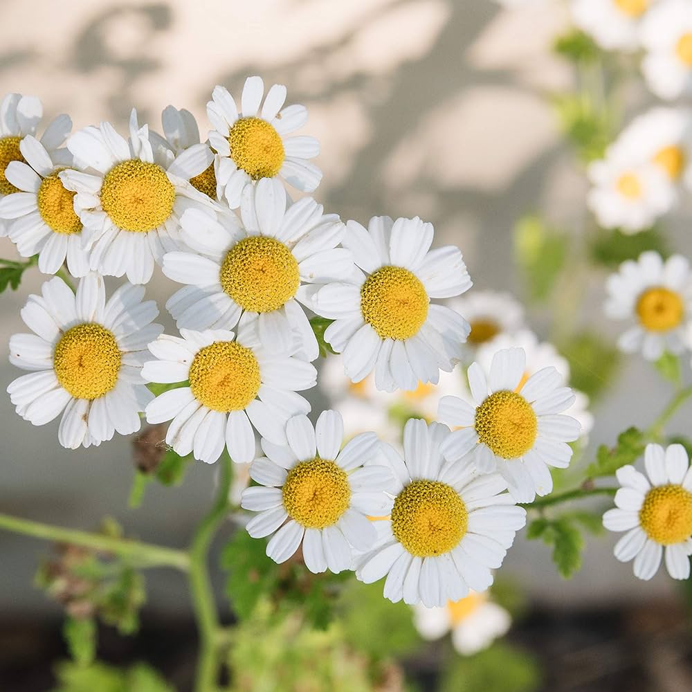 Chamomile Imported Edible Flower Seeds