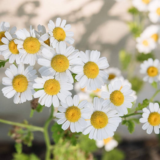 Chamomile Imported Edible Flower Seeds