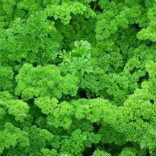 Parsley Forest Green Exotic Vegetable Seeds