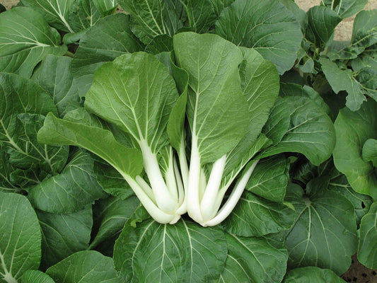 Fresh Pak Choy Green - Crisp, Nutritious & Delicious Vegetable Exotic Vegetable Seeds