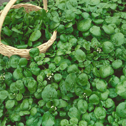 Water Cress Imported Microgreens Seeds