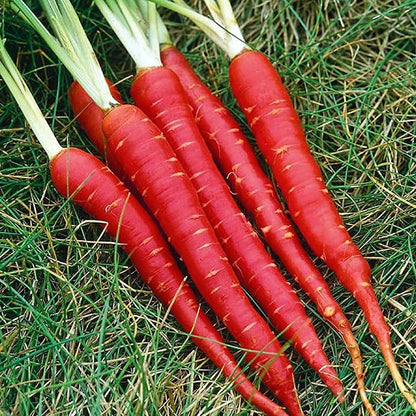 Carrot Selection Red Vegetable Seeds