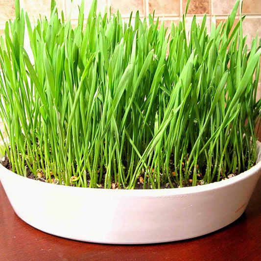 Wheat Grass Green Sprouts Leaf Microgreens Seeds