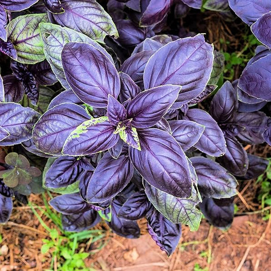 Purple Basil Herb Seeds
