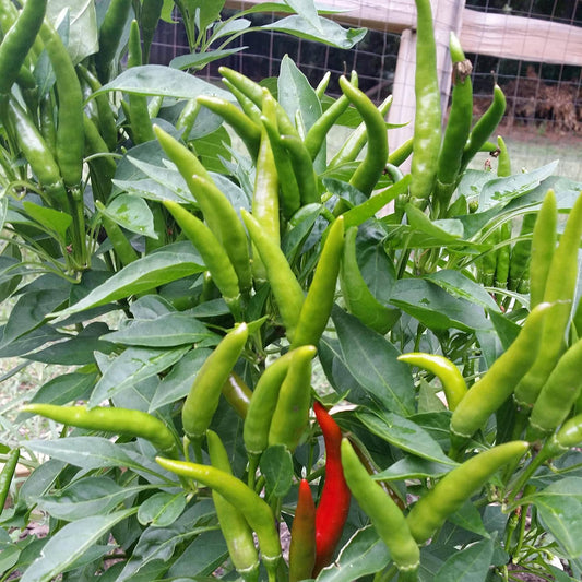 Chilli Surva Pariksha F1 Vegetable Seeds