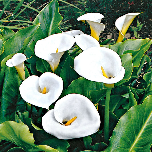 Elegant White Calla Lily Flower Bulbs