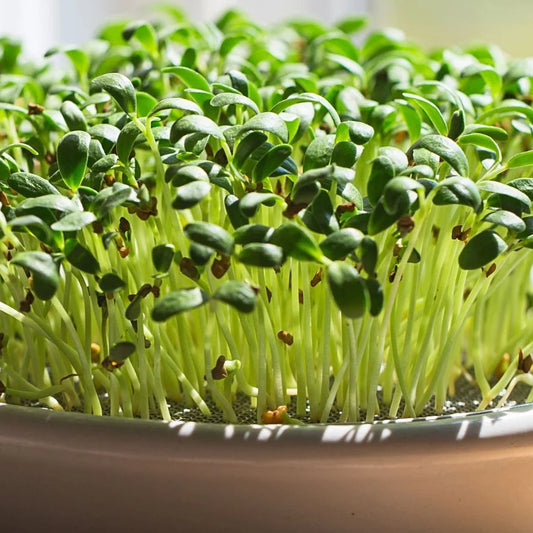 Fenugreek Indian Leaf Giant Microgreens Seeds