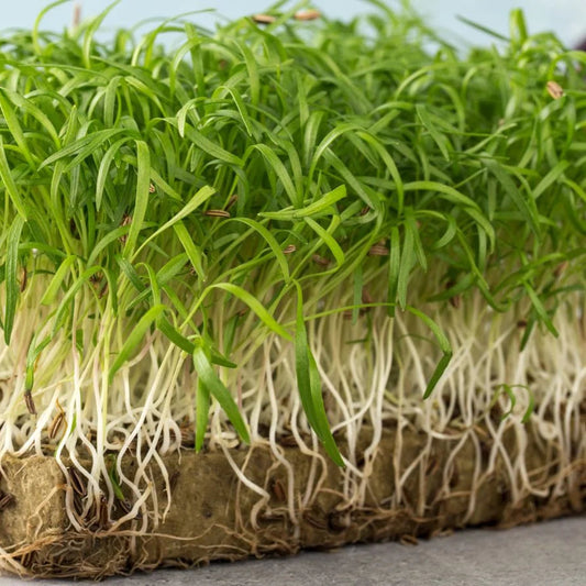 Imported Fennel Leaf Microgreens Seeds