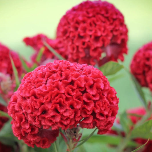 Cockscomb Red Summer Flower Seeds