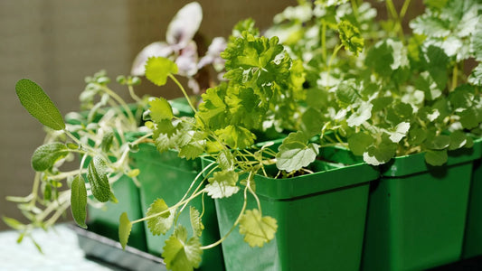 Anise Microgreens Seeds – Imported