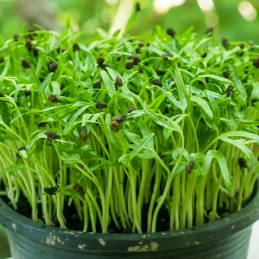 Spinach Green Sprouts Microgreens Seeds