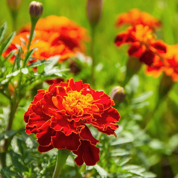 Marigold Nana Patula Red Flower Seeds
