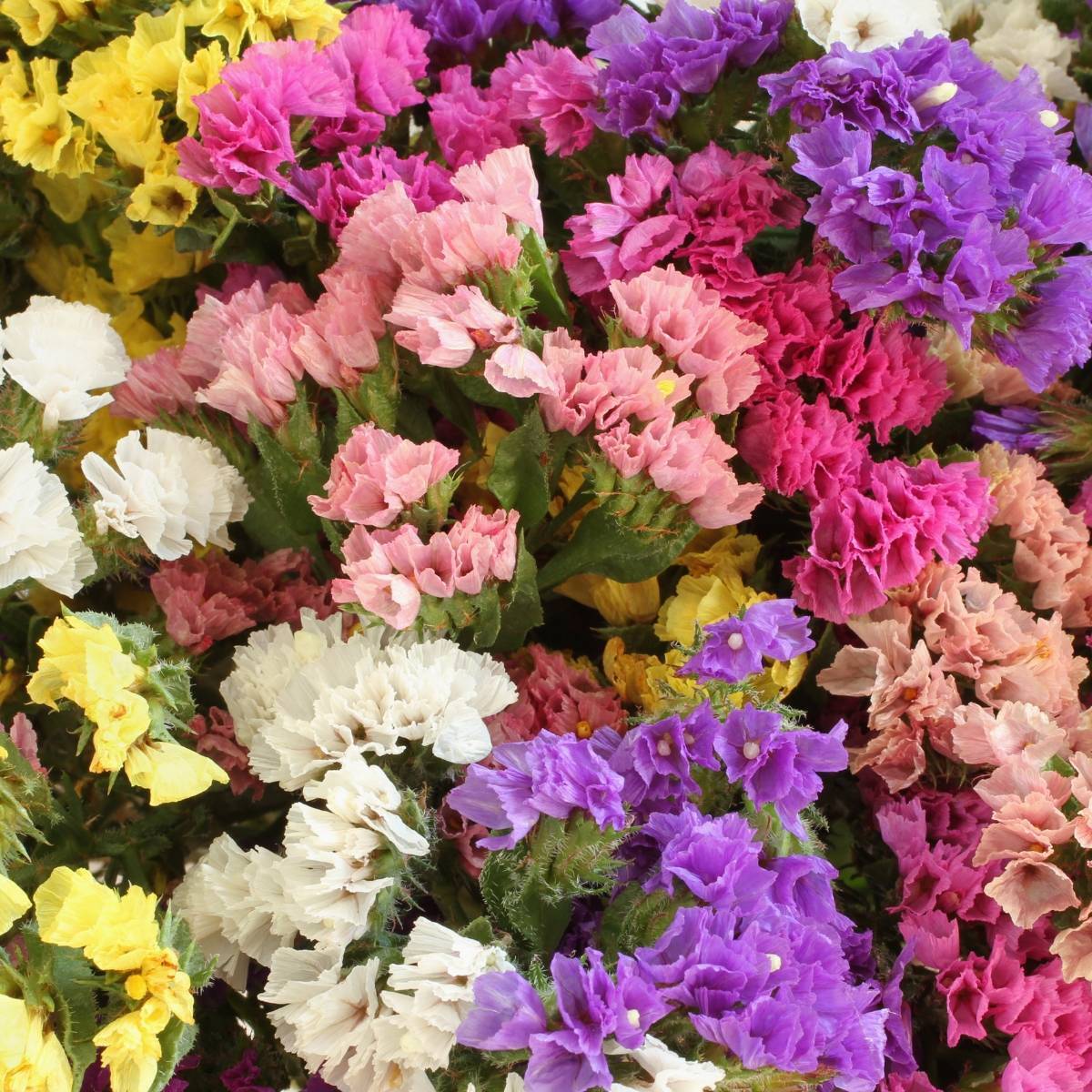 Statice Pacific Mixed Winter Flower Seeds