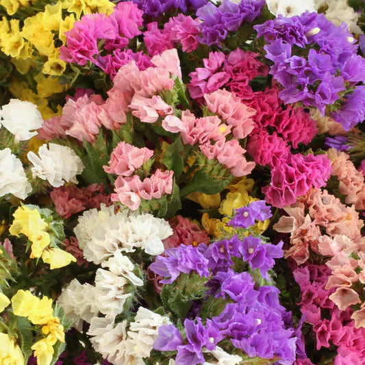 Statice Pacific Mixed Winter Flower Seeds