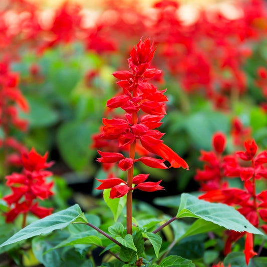 Salvia 'Bon Fire Red' Winter Flower Seeds