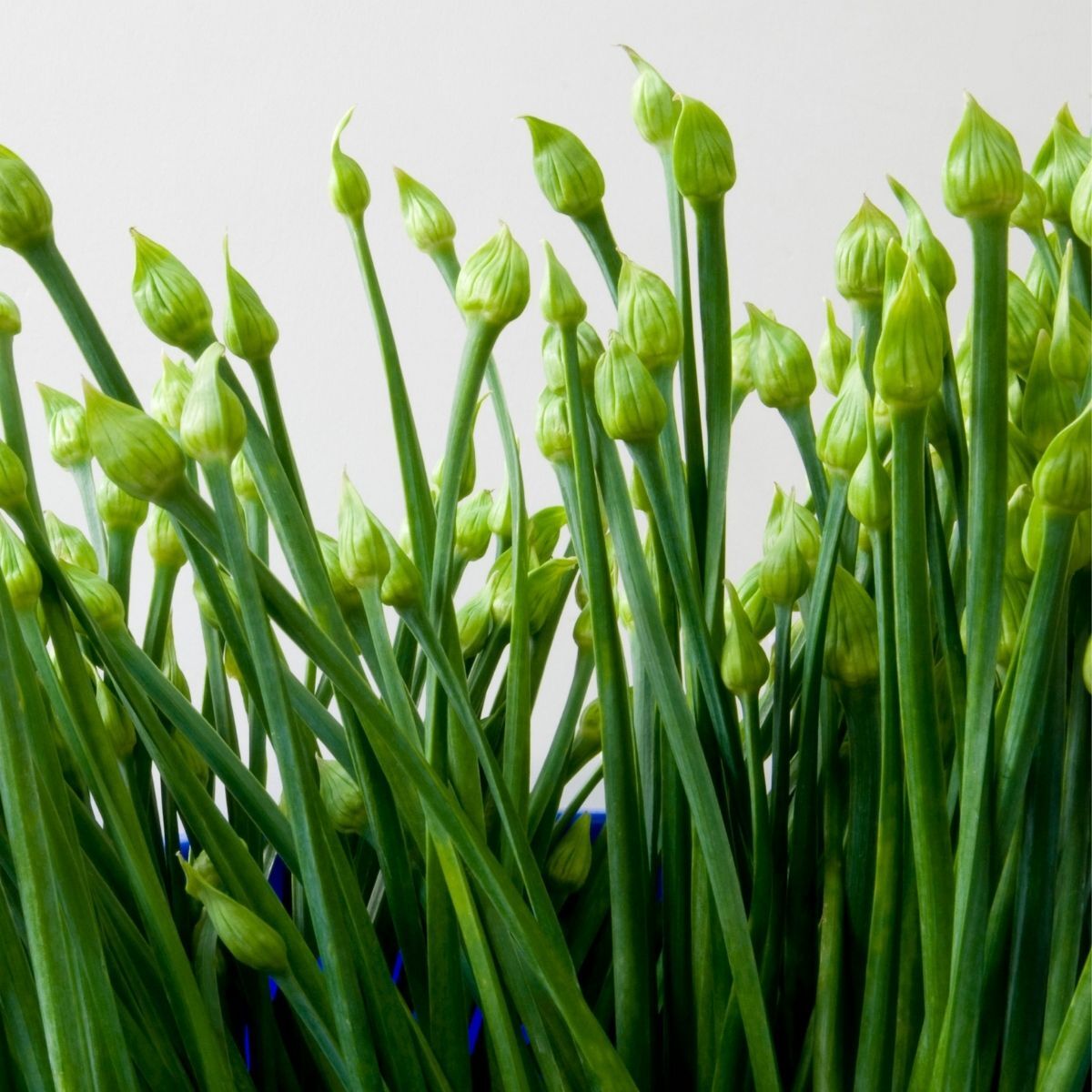 Imported Garlic Chives Herb Seeds