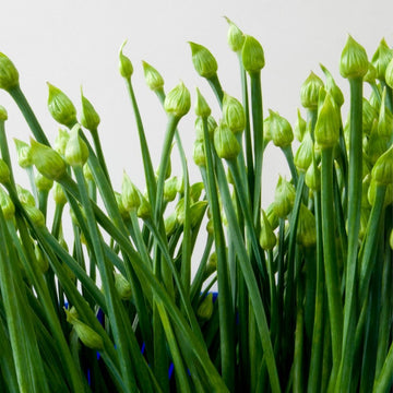 Imported Garlic Chives Herb Seeds