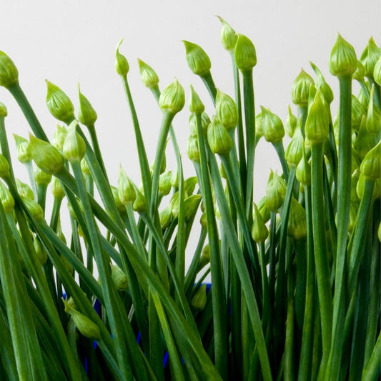 Imported Garlic Chives Herb Seeds