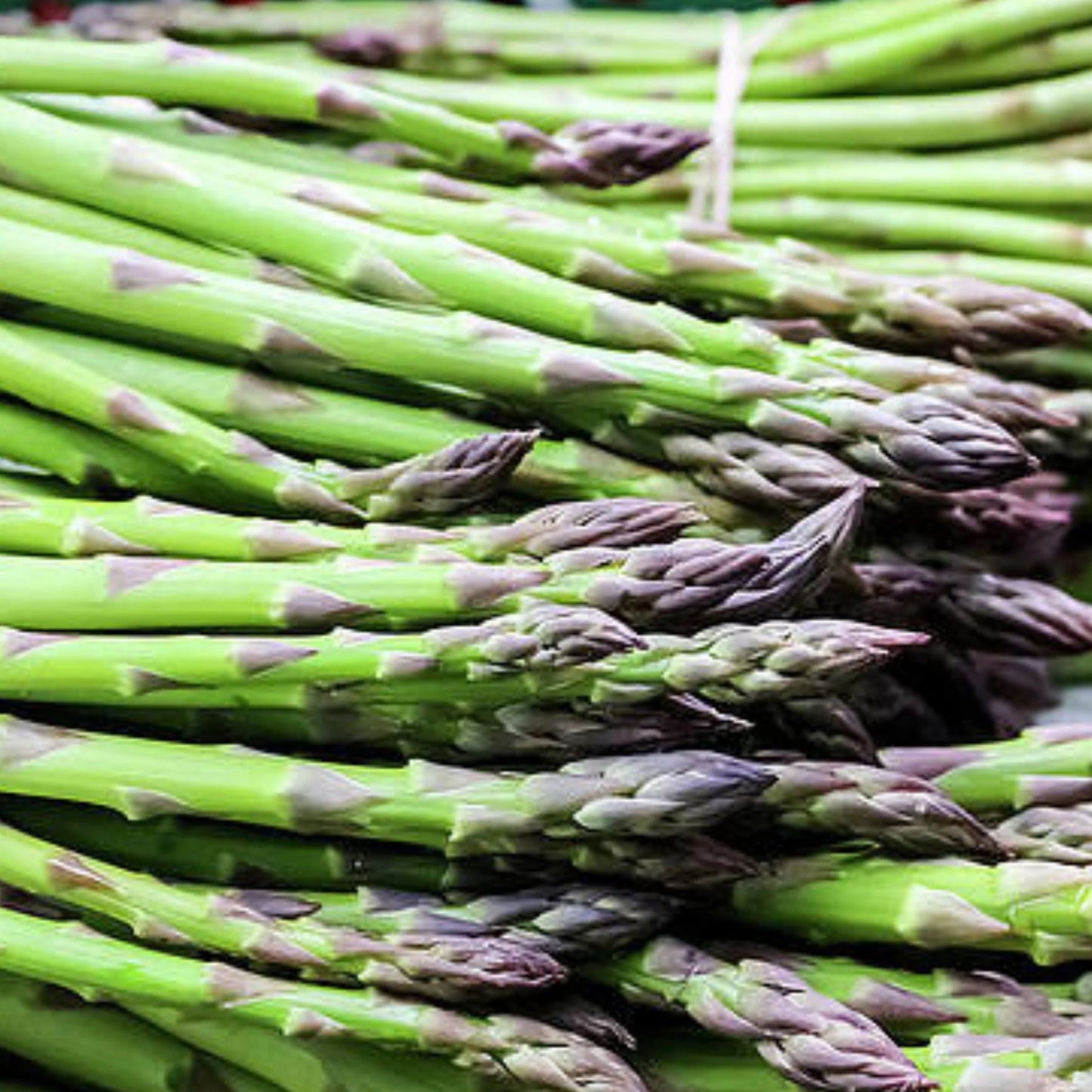 ASPARAGUS UC 157 Exotic Vegetable Seeds
