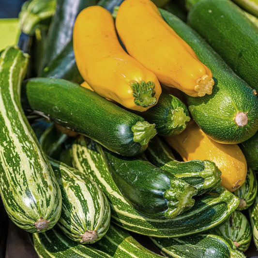 Fresh Round Green Squash/Zucchini - 1 lb.