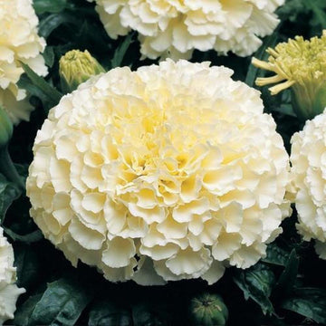 Marigold F2 Vanilla White Winter Flower Seeds