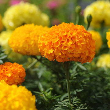 Marigold F1 Inca Mixed Winter Flower Seeds