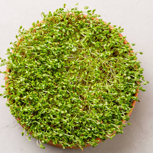 Alfa Alfa Imported Microgreens Seeds