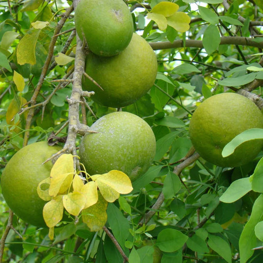 Bel Tree Herb Seeds