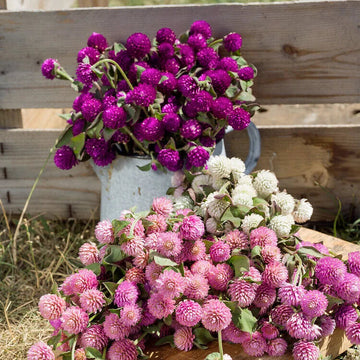 Gomphrena Globe Mixed Summer Flower Seeds