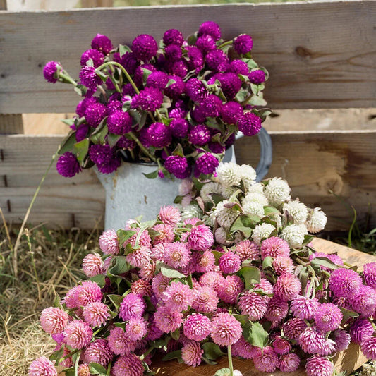 Gomphrena Globe Mixed Summer Flower Seeds