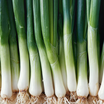 Leek American Flag Microgreens Seeds