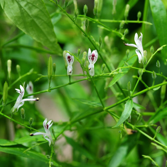 Andrographis Paniculata Herb Seeds