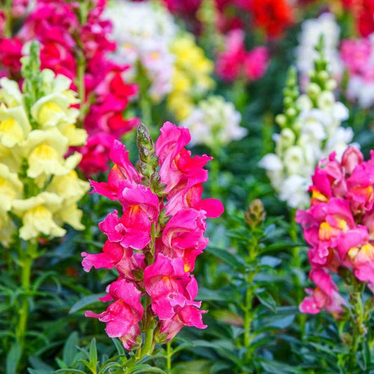 Antirrhinum Dwarf Mixed Flower Seeds