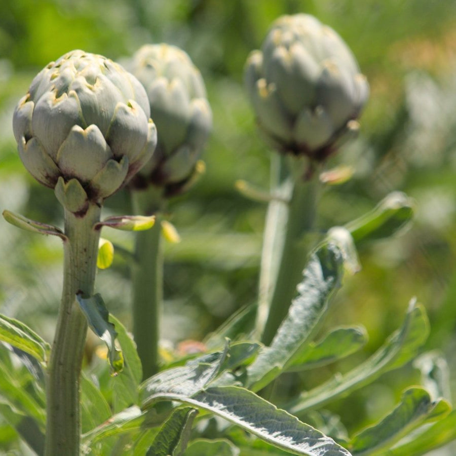 Fresh Artichoke - Green Globe Variety | Premium Quality & Flavorful Exotic Vegetable Seeds