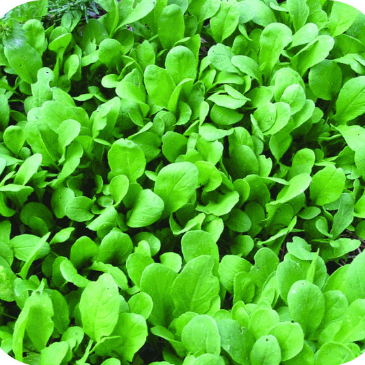 Arugula Rocket Wild Leaf Microgreens Seeds