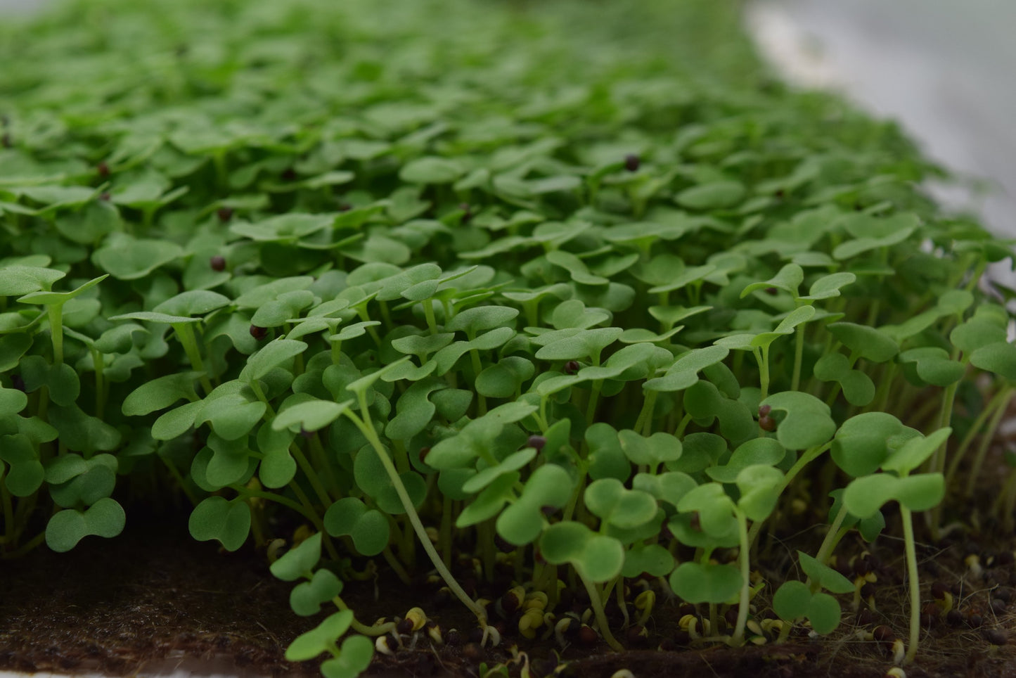 Arugula Rocket Wild Leaf Microgreens Seeds