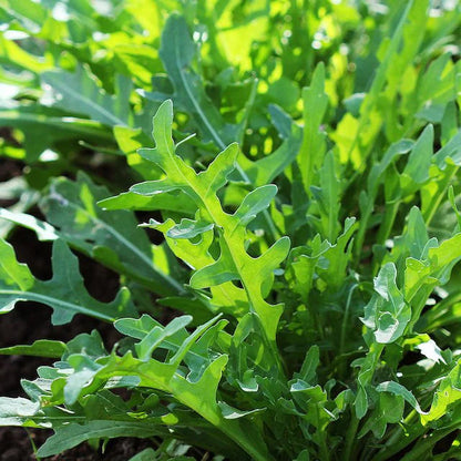 Rocket (Arugula) Leaves / Wild Herb Seeds