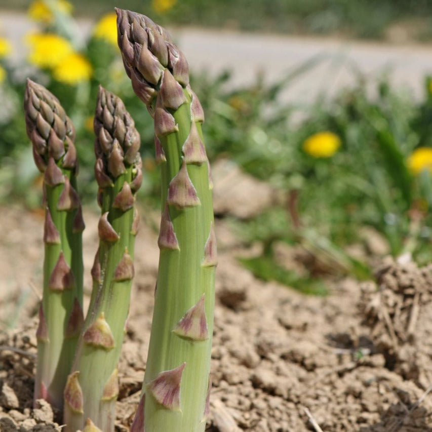 ASPARAGUS Mary Washington – Premium Exotic Veg Seeds